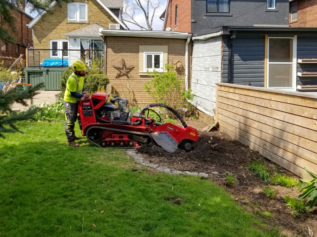 An Evergreen Tree Care employee in Toronto, hard at work
