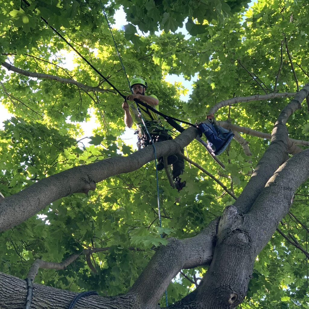 Toronto arborist bracing a tree for stability
