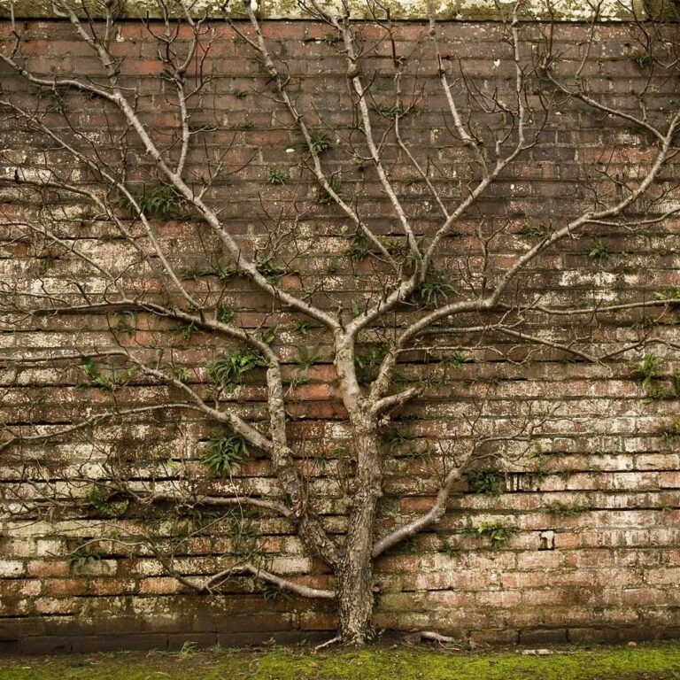 Tree climbing up brick wall