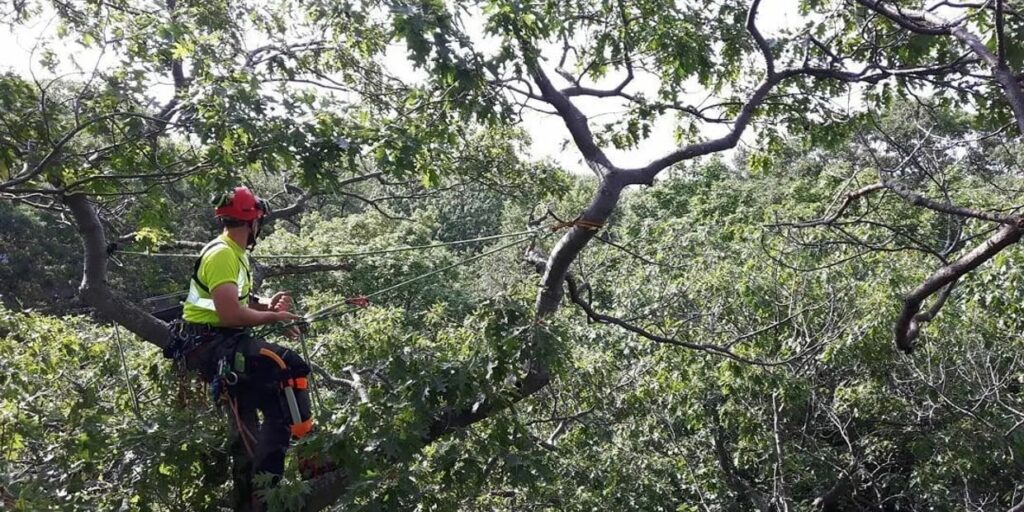 Arborist hangs from a tree to prune it
